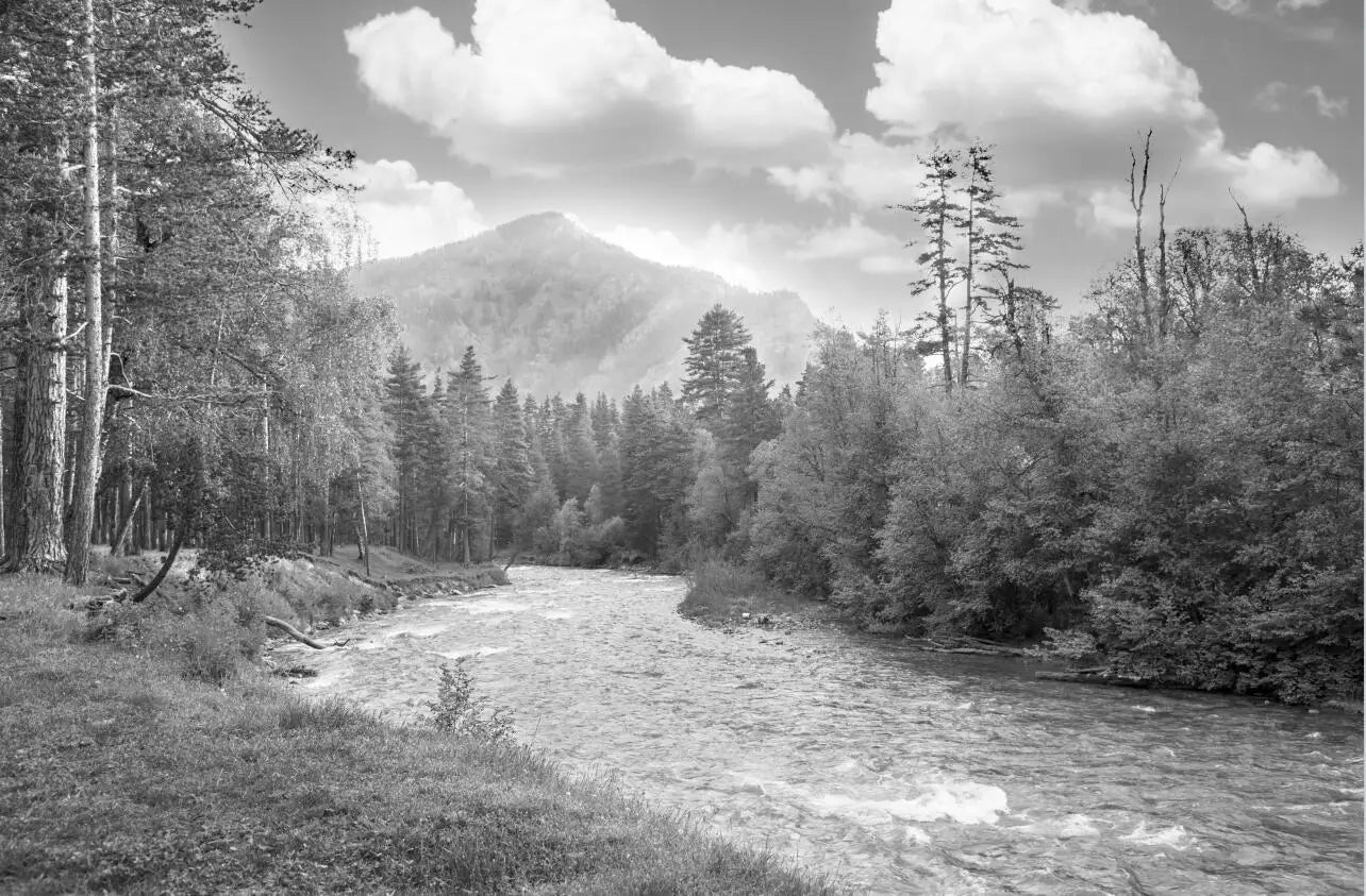 Fototapete Natur Wald