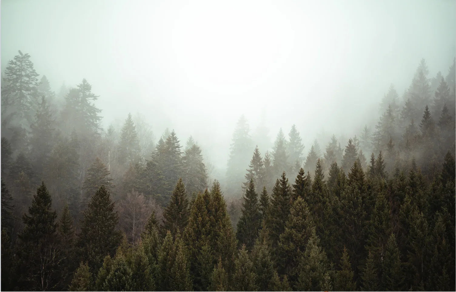 Wald Tapete Wohnzimmer